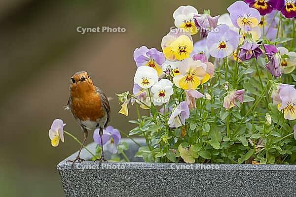 European robin (Erithacus rubecula) adult garden bird on a plant pot with pansy and viola flowers in spring, Suffolk, England, United Kingdom [IBR124469121]