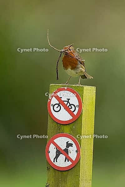 European robin (Erithacus rubecula) adult garden bird with nesting material in its beak on a sign post in spring, Norfolk, England, United Kingdom [IBR124469122]