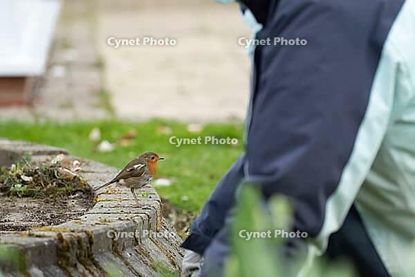 European robin (Erithacus rubecula) adult bird waiting to find food while a human works in a garden, Suffolk, England, United Kingdom [IBR124469124]