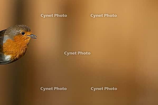 European robin (Erithacus rubecula) adult garden bird singing, Suffolk, England, United Kingdom [IBR124469125]