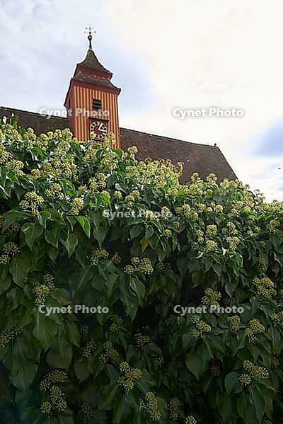 Common ivy on a wall in front of the church in Gottwollshausen, village church, Swabian-Franconian Forest nature park Park, Schwäbisch Hall, Hohenlohe, Germany [IBR124469130]