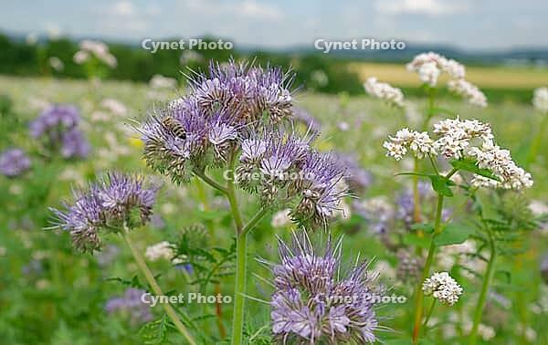 Phacelia, bee willow, buckwheat, insect willow, rose garden, Swabian-Franconian Forest nature park Park, Hohenlohe, Germany [IBR124469132]