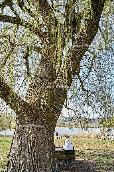 Weeping willow at Starkholzbacher See, spring, willow (Salix), Swabian-Franconian Forest nature park Park, Kocher Valley, Kocher, Schwäbisch Hall, Hohenlohe, Germany [IBR124469133]