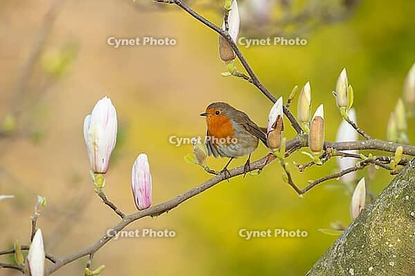 European robin (Erithacus rubecula) adult garden bird perched in a flowering Magnolia tree in spring, Suffolk, England, United Kingdom [IBR124469146]