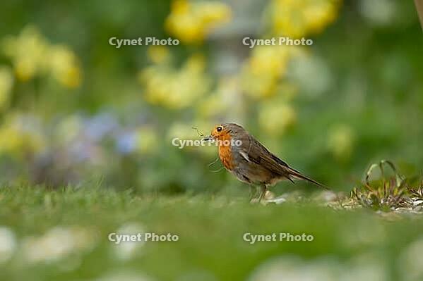 European robin (Erithacus rubecula) adult garden bird with nesting material in its beak in spring, Suffolk, England, United Kingdom [IBR124469147]