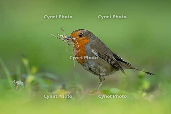 European robin (Erithacus rubecula) adult garden bird with nesting material in its beak in spring, Suffolk, England, United Kingdom [IBR124469148]