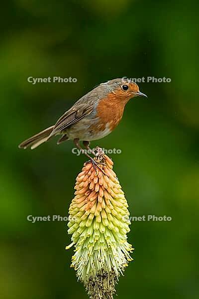 European robin (Erithacus rubecula) adult garden bird perched on a Red hot poker flower in summer, Suffolk, England, United Kingdom [IBR124469149]