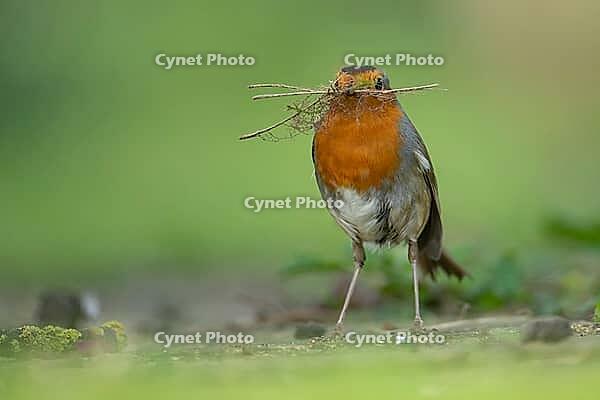 European robin (Erithacus rubecula) adult garden bird with nesting material in its beak in spring, Suffolk, England, United Kingdom [IBR124469150]