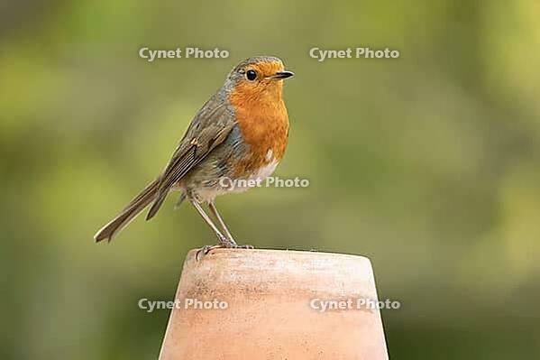 European robin (Erithacus rubecula) adult garden bird on a plant pot, Suffolk, England, United Kingdom [IBR124469151]