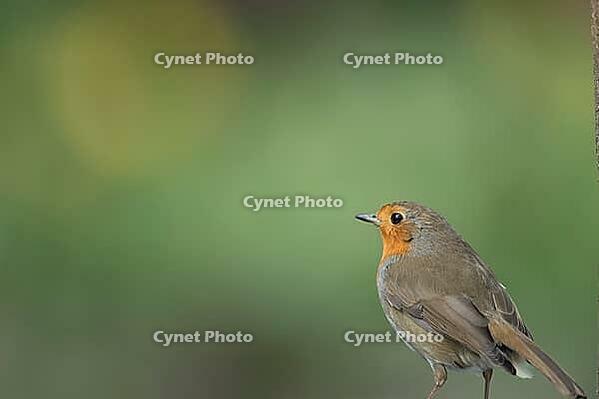 European robin (Erithacus rubecula) adult garden bird head portrait, Suffolk, England, United Kingdom [IBR124469152]