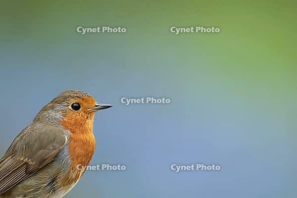 European robin (Erithacus rubecula) adult garden bird head portrait, Suffolk, England, United Kingdom [IBR124469153]