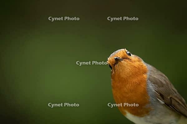 European robin (Erithacus rubecula) adult garden bird head portrait, Suffolk, England, United Kingdom [IBR124469154]