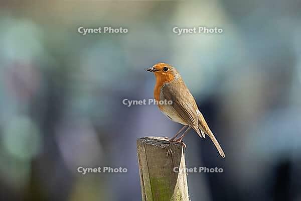 European robin (Erithacus rubecula) adult garden bird with insects for food in its beak, Suffolk, England, United Kingdom [IBR124469155]