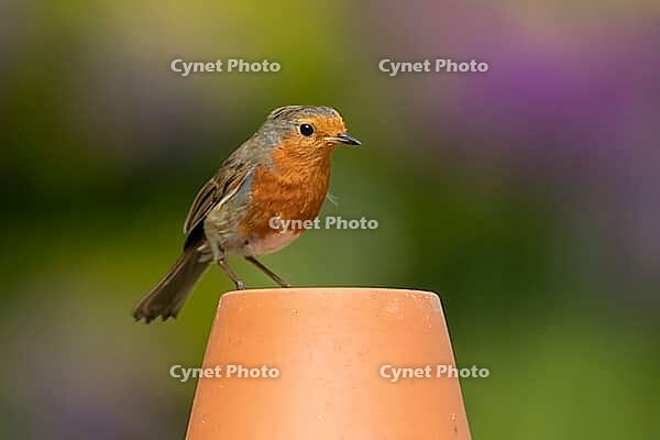 European robin (Erithacus rubecula) adult garden bird on a plant pot, Suffolk, England, United Kingdom [IBR124469156]