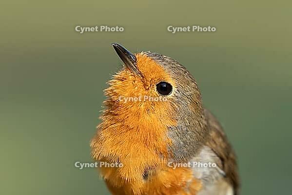 European robin (Erithacus rubecula) adult garden bird head portrait, Suffolk, England, United Kingdom [IBR124469157]