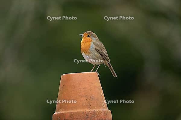 European robin (Erithacus rubecula) adult garden bird on a plant pot, Suffolk, England, United Kingdom [IBR124469160]