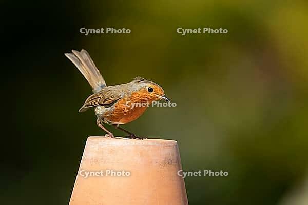 European robin (Erithacus rubecula) adult garden bird on a plant pot, Suffolk, England, United Kingdom [IBR124469161]