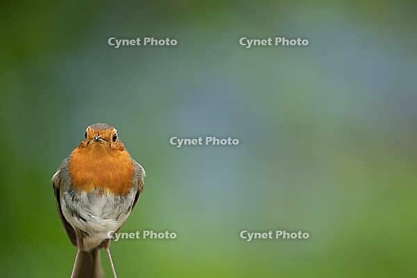 European robin (Erithacus rubecula) adult garden bird head portrait, Suffolk, England, United Kingdom [IBR124469163]