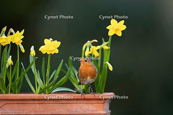 European robin (Erithacus rubecula) adult garden bird on a plant pot with daffodil flowers in spring, Suffolk, England, United Kingdom [IBR124469164]