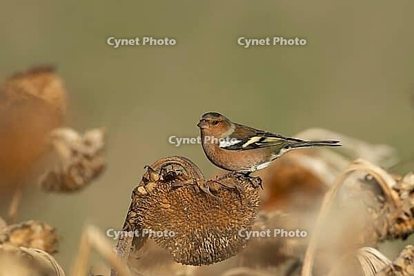 Eurasian chaffinch (Fringilla coelebs) adult male garden bird on a sunflower seedhead in a wildflower area in winter, England, United Kingdom [IBR124476168]