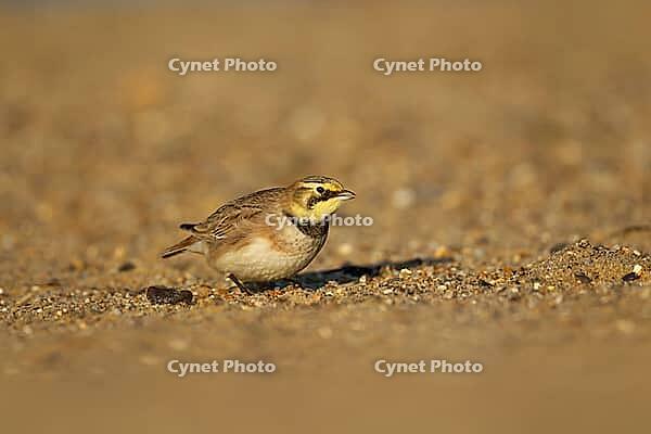 Shore lark or Horned lark (Eremophila alpestris) adult bird on a beach, Suffolk, England, United Kingdom [IBR124476169]