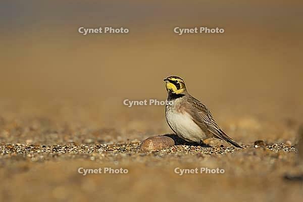 Shore lark or Horned lark (Eremophila alpestris) adult bird on a beach, Suffolk, England, United Kingdom [IBR124476170]