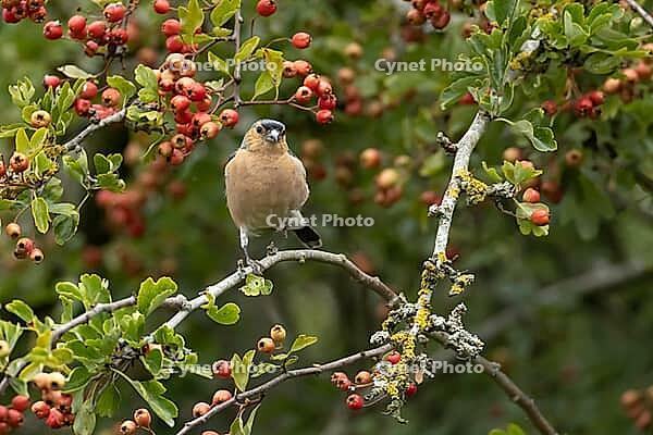Eurasian chaffinch (Fringilla coelebs) adult male garden bird in a Hawthorn tree full of red berries in summer, Suffolk, England, United Kingdom [IBR124476171]
