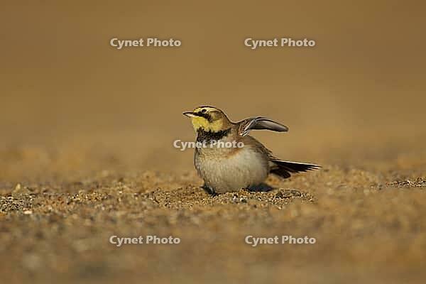 Shore lark or Horned lark (Eremophila alpestris) adult bird on a beach, Suffolk, England, United Kingdom [IBR124476172]