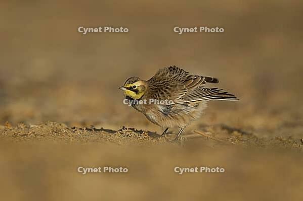 Shore lark or Horned lark (Eremophila alpestris) adult bird on a beach, Suffolk, England, United Kingdom [IBR124476173]