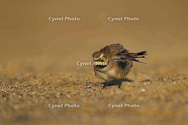 Shore lark or Horned lark (Eremophila alpestris) adult bird on a beach, Suffolk, England, United Kingdom [IBR124476174]