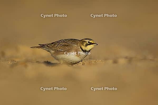 Shore lark or Horned lark (Eremophila alpestris) adult bird on a beach, Suffolk, England, United Kingdom [IBR124476175]