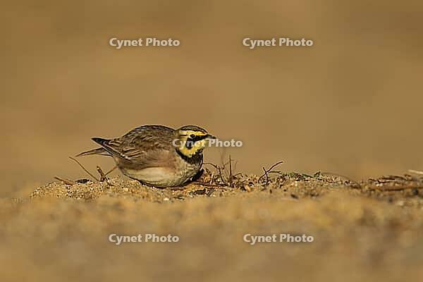 Shore lark or Horned lark (Eremophila alpestris) adult bird on a beach, Suffolk, England, United Kingdom [IBR124476176]