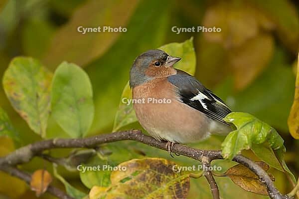 Eurasian chaffinch (Fringilla coelebs) adult male garden bird in a Magnolia tree with autumn colour leaves, Suffolk, England, United Kingdom [IBR124476177]