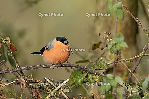 Eurasian bullfinch (Pyrrhula pyrrhula) adult male bird feeding on nettle seeds in a hedgerow in winter, Suffolk, England, United Kingdom [IBR124476178]