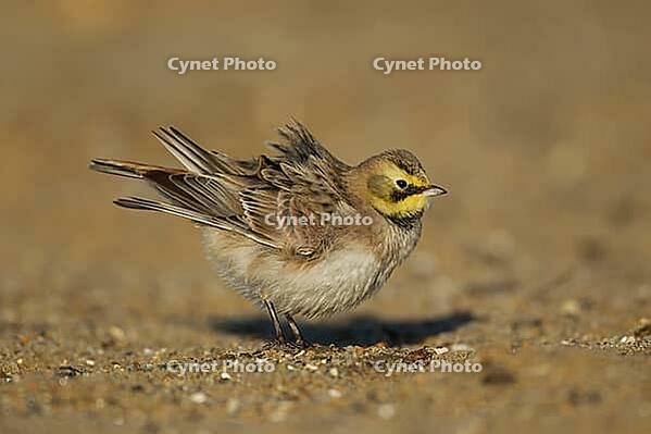 Shore lark or Horned lark (Eremophila alpestris) adult bird on a beach, Suffolk, England, United Kingdom [IBR124476179]