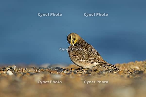 Shore lark or Horned lark (Eremophila alpestris) adult bird preening on a beach, Suffolk, England, United Kingdom [IBR124476180]