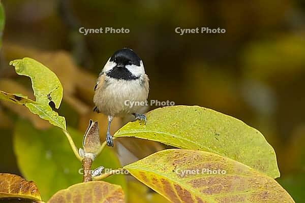 Coal tit (Periparus ater) adult garden bird in a Magnolia tree with autumn colour leaves, Suffolk, England, United Kingdom [IBR124476181]