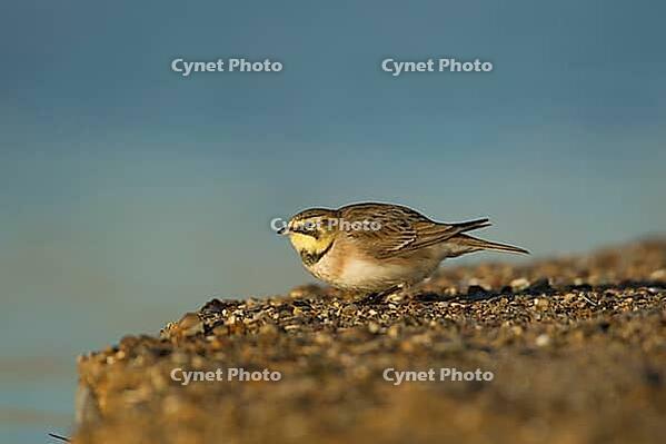 Shore lark or Horned lark (Eremophila alpestris) adult bird on a beach, Suffolk, England, United Kingdom [IBR124476182]