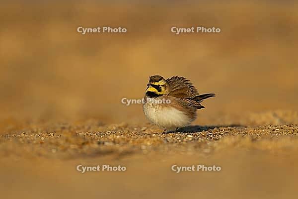 Shore lark or Horned lark (Eremophila alpestris) adult bird on a beach, Suffolk, England, United Kingdom [IBR124476183]