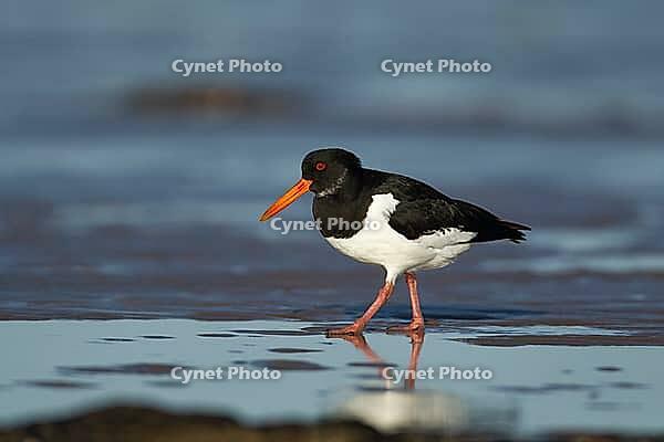 Eurasian oystercatcher (Haematopus ostralegus) adult wading bird on a beach, Norfolk, England, United Kingdom [IBR124476184]