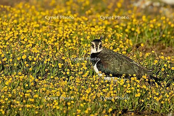 Northern lapwing (Vanellus vanellus) adult wading bird in yellow flowers in grassland, England, United Kingdom [IBR124476185]