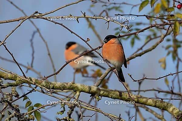 Eurasian bullfinch (Pyrrhula pyrrhula) adult male bird in a hedgerow in winter, Suffolk, England, United Kingdom [IBR124476186]