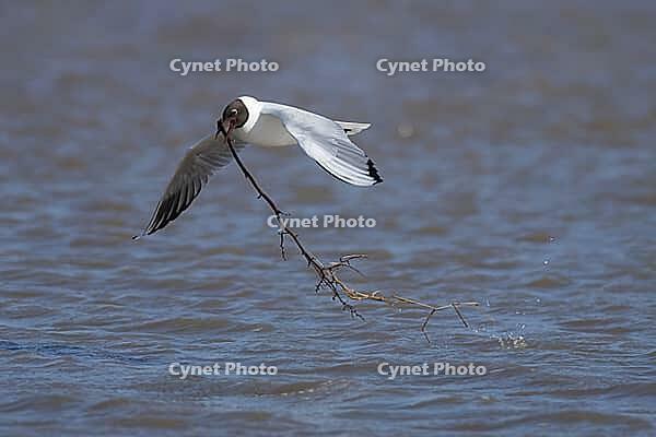 Black headed gull (Chroicocephalus ridibundus) adult seagull bird carrying nesting material in its beak over a lagoon in spring, RSPB Titchwell nature reserve, Norfolk, England, United Kingdom [IBR124476187]
