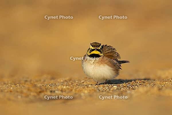 Shore lark or Horned lark (Eremophila alpestris) adult bird on a beach, Suffolk, England, United Kingdom [IBR124476188]