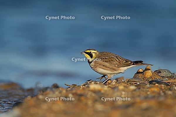 Shore lark or Horned lark (Eremophila alpestris) adult bird feeding on a beach, Suffolk, England, United Kingdom [IBR124476189]