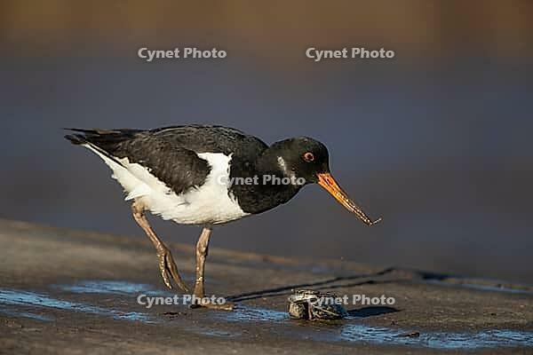 Eurasian oystercatcher (Haematopus ostralegus) adult wading bird feeding on a mussel shell on a harbour jetty, Norfolk, England, United Kingdom [IBR124476190]