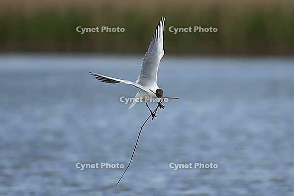 Black headed gull (Chroicocephalus ridibundus) adult seagull bird carrying nesting material in its beak over a lagoon in spring, RSPB Titchwell nature reserve, Norfolk, England, United Kingdom [IBR124476191]