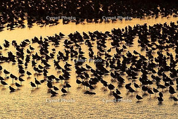 Black tailed godwit (Limosa limosa) adult wading birds in a large flock at high tide on a shallow lagoon at sunset, RSPB Frampton marsh nature reserve, Lincolnshire, England, United Kingdom [IBR124476193]