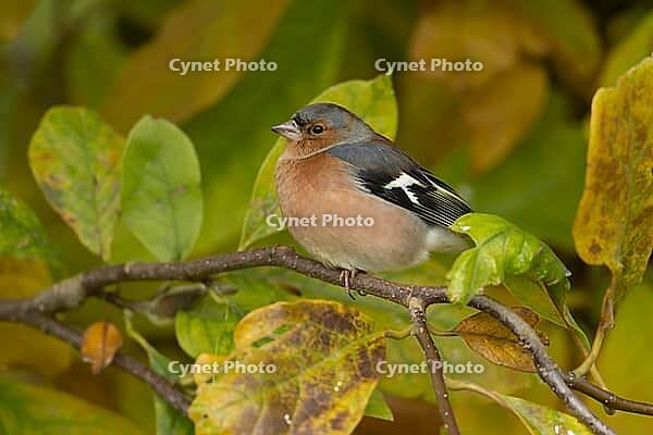 Eurasian chaffinch (Fringilla coelebs) adult male garden bird in a Magnolia tree with autumn colour leaves, Suffolk, England, United Kingdom [IBR124476194]