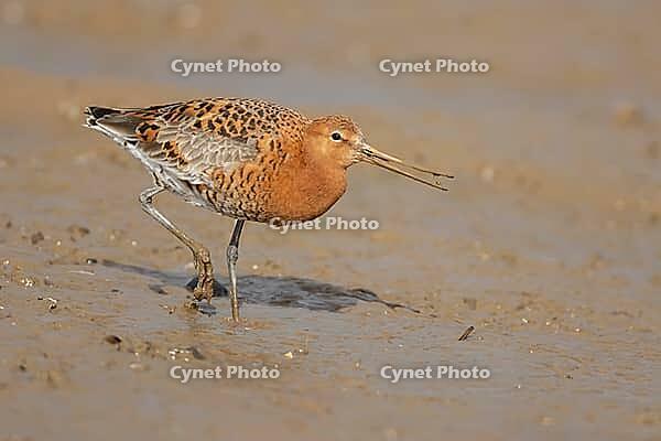 Black tailed godwit (Limosa limosa) adult male wading bird in summer plumage feeding on a mudflat, Norfolk, England, United Kingdom [IBR124476195]